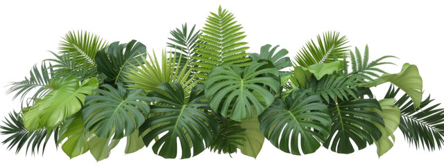 Vibrant assortment of diverse green tropical leaves, including Monstera, ferns, and palm fronds, creating a lush botanical display against a clean white backdrop.