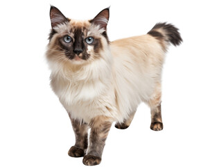 balinese cat on transparent background. cute seal point.