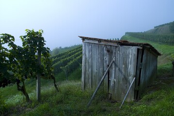 Weinberge Reben Trauben