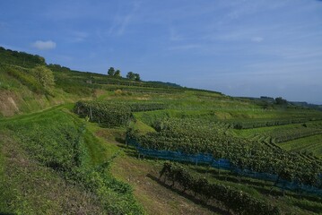 Weinberge Reben Trauben