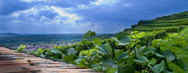 Weinberge Reben Trauben