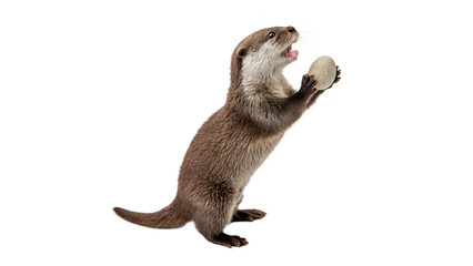 Otter holds a rock and prepares to crack it open to access food in a playful moment isolated on transparent background cut out