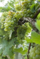 Weinberge Reben Trauben