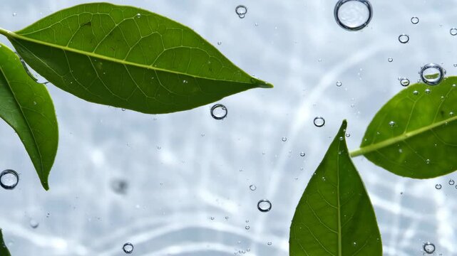 Calm green leaf morning ritual with water drop freshness aesthetic nature background for purity wellness gentle fresh surface light ripple pattern minimal clean serenity scene