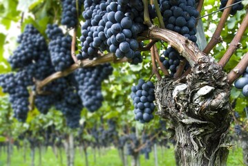 Weinberge Reben Trauben