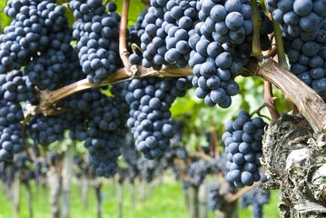 Weinberge Reben Trauben