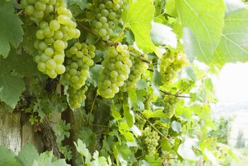 Weinberge Reben Trauben