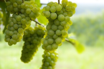 Weinberge Reben Trauben