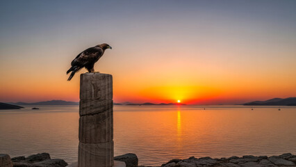 Eagle at Sunset Over Calm Waters Nature Wildlife Landscape. Concept featuring eagle, sunset, water, nature, wildlife.