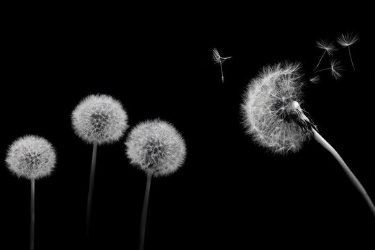 Monochrome image of four dandelion flower heads with seeds blowing in the wind
