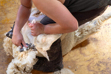 Expert New Zealand shearer shearing head of Romney sheep. In Wellington Region. Overhead view.