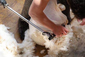 Using electric sheep shears to shear Romney sheep. In Wellington Region, New Zealand. Overhead view.
