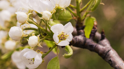 Beautiful flowers on the apple tree in nature, Blossoming of cherry flowers in spring time , natural floral seasonal background