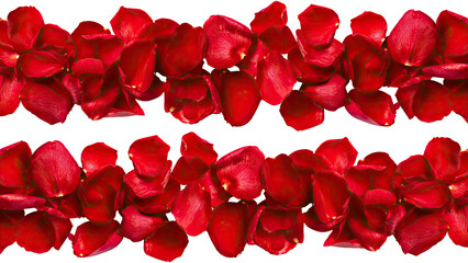 Red rose petals in a horizontal line against a black background