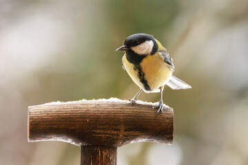 Kohlmeise (Parus major)