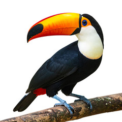 Obraz premium The striking tropical toucan, with its bright yellow and orange beak, stands out against a white background