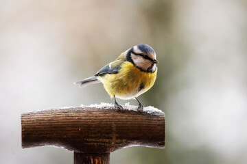 Blaumeise (Parus caeruleus) © Winfried Rusch