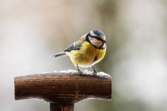 Blaumeise (Parus caeruleus)