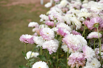 Obraz premium Beautiful white chrysanthemum flowers closeup in the winter garden, Closeup of Chrysanthemum flower, Field of the white Chrysanthemum, Beautiful white flower blooming in nature.