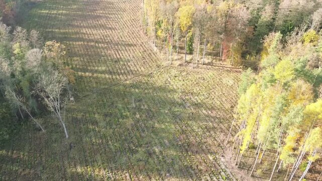 Aerial view of sustainable forest management project