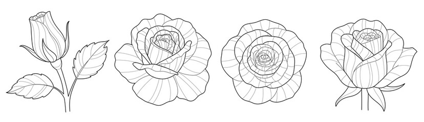 Obraz premium Rose Line Art Set, Elegant Botanical Flower Outline Collection