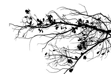 Naklejka premium Black and white image of natural large old oak tree branch with leaves on white background 