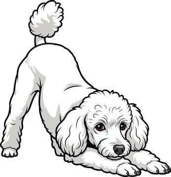 Miniature Poodle dog cute play bow playful stretching pose