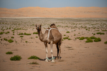 Camel standing in desert landscape with dunes