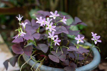 Potted purple Oxalis triangularis plant with small pink flowers