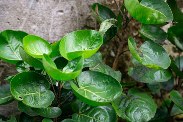 Green bowl shaped Polyscias scutellaria shield aralia leaves close up