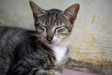Close up portrait of sleeping grey tabby cat resting against wall