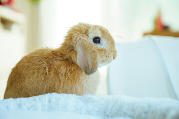 Cute lop rabbit at home with Christmas lights background