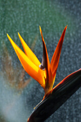 The bird of paradise flower 