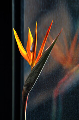 The bird of paradise flower 