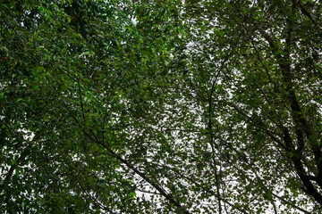 Low angle view of dense green tree canopy foliage texture