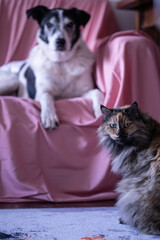 Pets living indoors.  Cat and dog in the living room