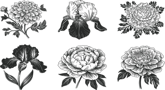 Vintage hand drawn floral vector set, black ink peony iris dahlia sketches, botanical garden flower illustrations