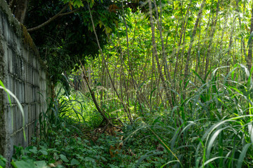 Overgrown rural backyard path with concrete block wall and weeds