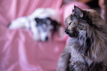 Pets living indoors.  Cat and dog in the living room