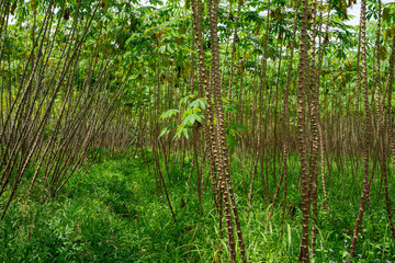View inside a dense tropical cassava manioc farm plantation