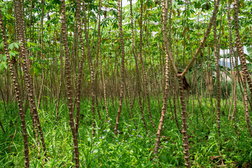 Field of cassava manioc plant stems growing in tropical farm