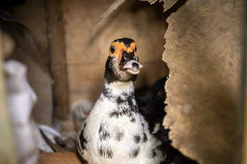 Portrait of black and white Muscovy duck inside wooden coop