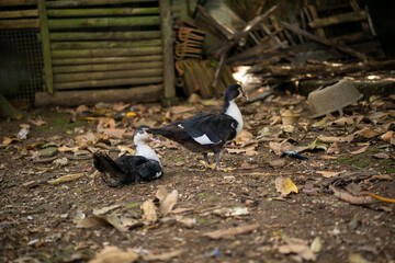 Pair of black and white Muscovy ducks in rural farm backyard