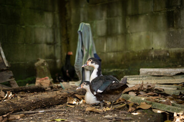 Two Muscovy ducks resting on ground near mossy wall outdoors