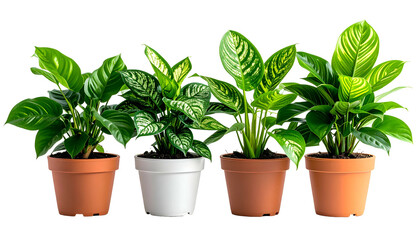Obraz premium Four potted houseplants on a black background, with varied foliage patterns and pot styles