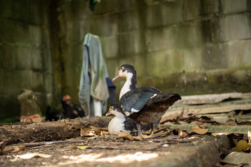 Domestic Muscovy ducks resting in a messy rural village backyard