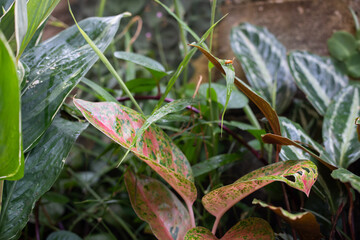 orange insect on green and pink speckled Aglaonema leaves