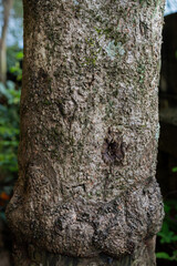 Rough textured tree bark surface with moss and cracks close up