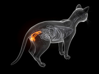 A Detailed 3D Depiction Of The Penis And Testicles Of A Cat © Sebastian Kaulitzki