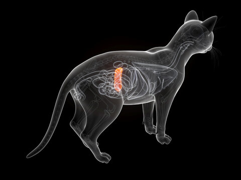 3D Anatomical Rendering Showing The Spleen Of A Feline